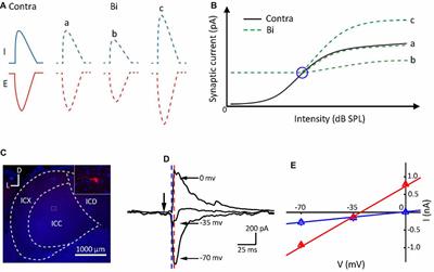 Selectivity of Monaural Synaptic Inputs Underlying Binaural Auditory <mark class="highlighted">Information Integration</mark> in the Central Nucleus of Inferior Colliculus